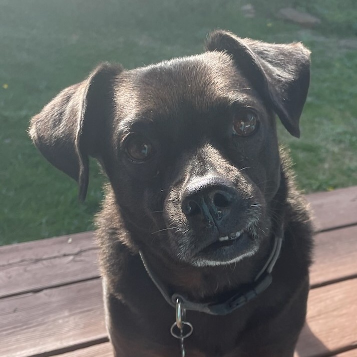 Charlie, a black dog