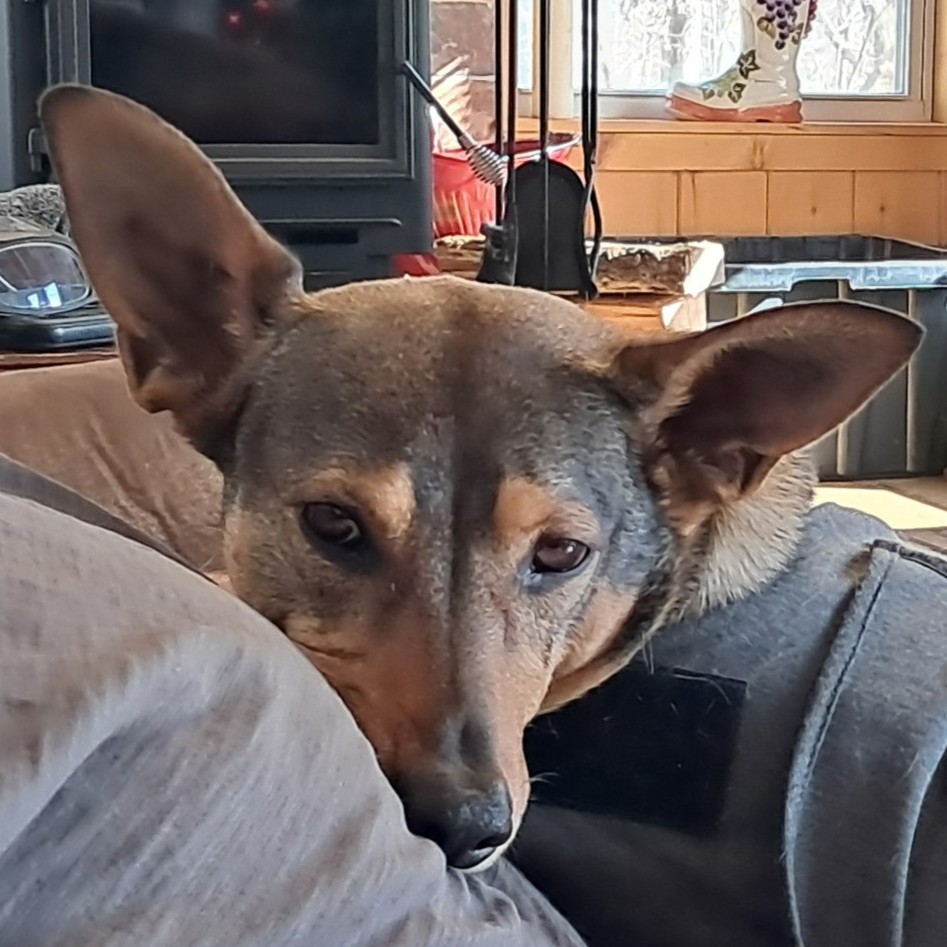 Charlie, a black dog