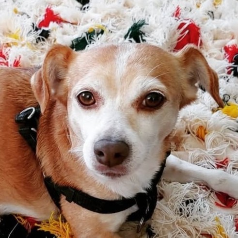 orange and white chihuahua mix