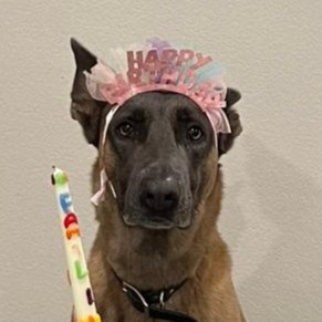 Belgian Malinois wearing a Happy Birthday tiara