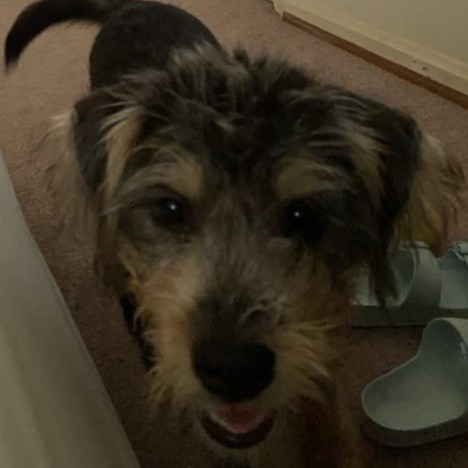 wire-haired larger terrier