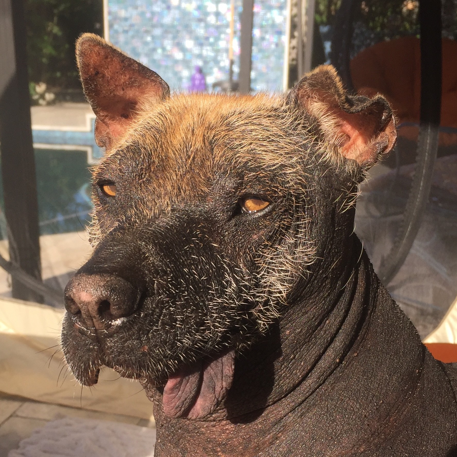 Peruvian hairless dog