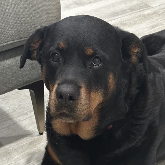 Rottweiler