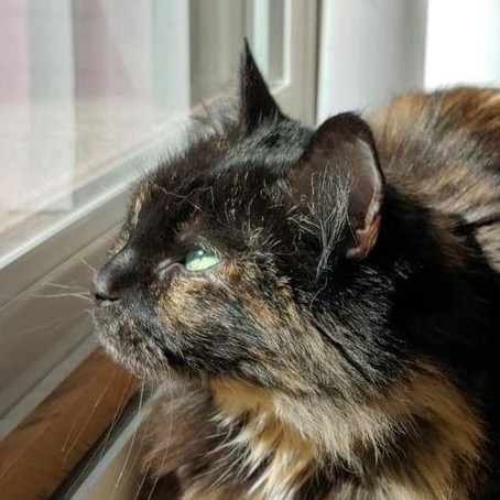 tortoiseshell cat