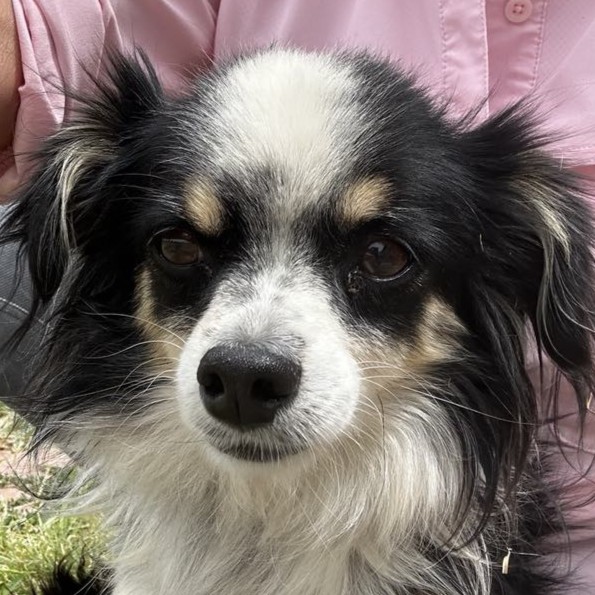 Toy Australian Shepherd and Chihuahua mix