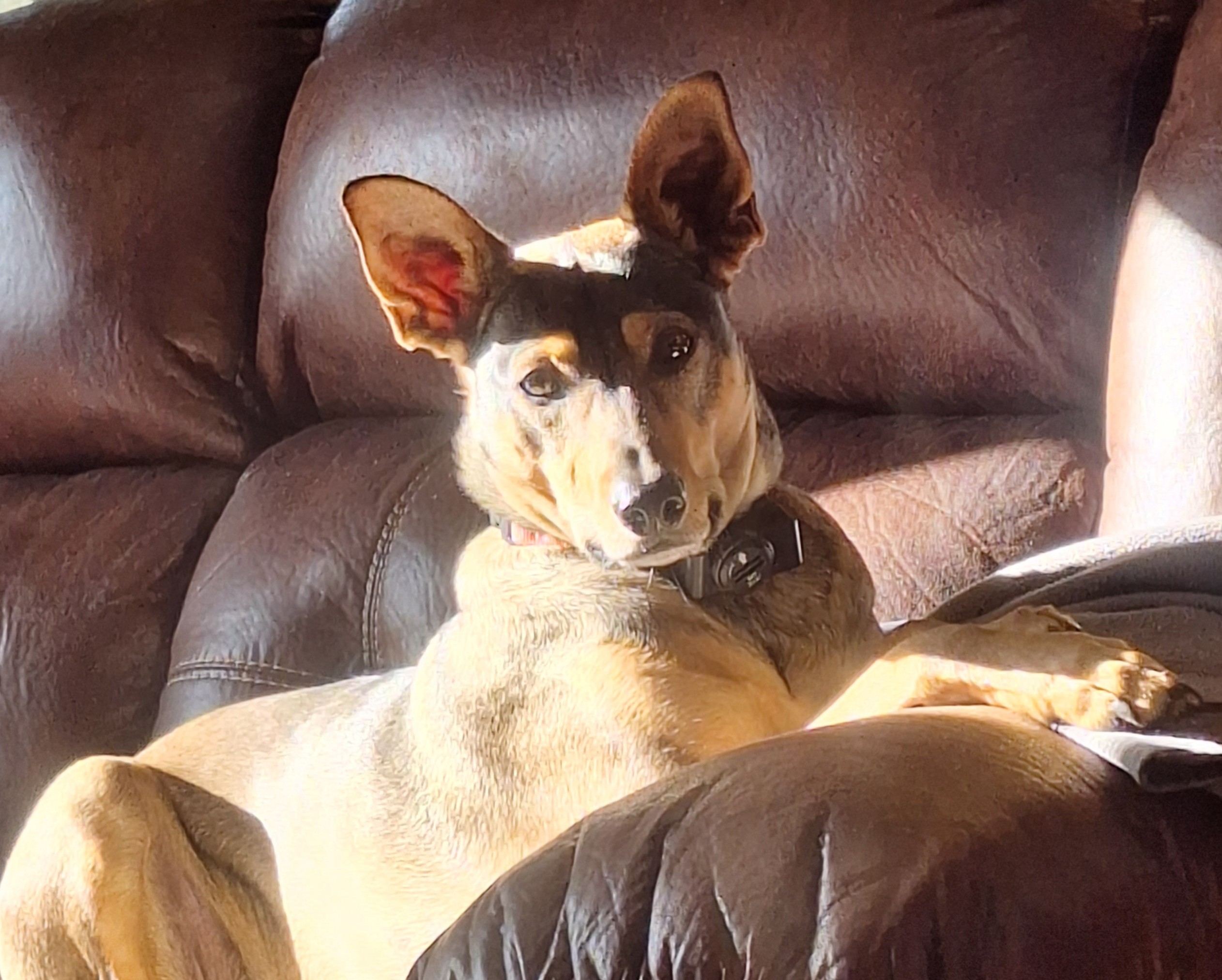 Toy Australian Shepherd and Chihuahua mix