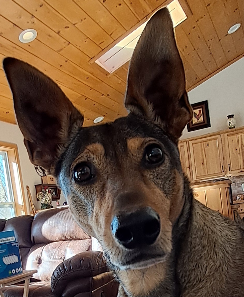 large-eared dog with light and dark brown coloring