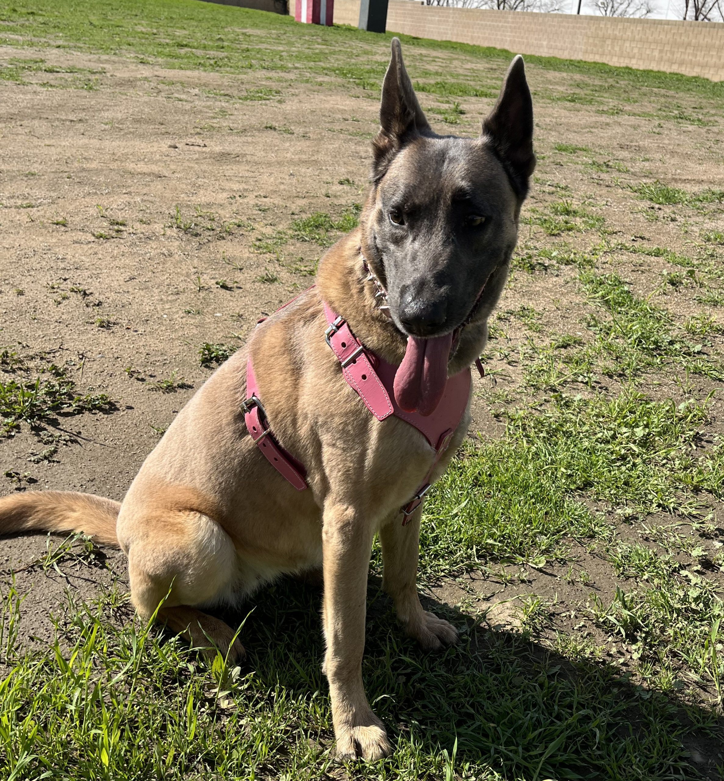 Belgian Malinois wearing a Happy Birthday tiara
